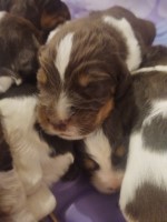 English springer spaniels English Springer Spaniel for sale/adoption