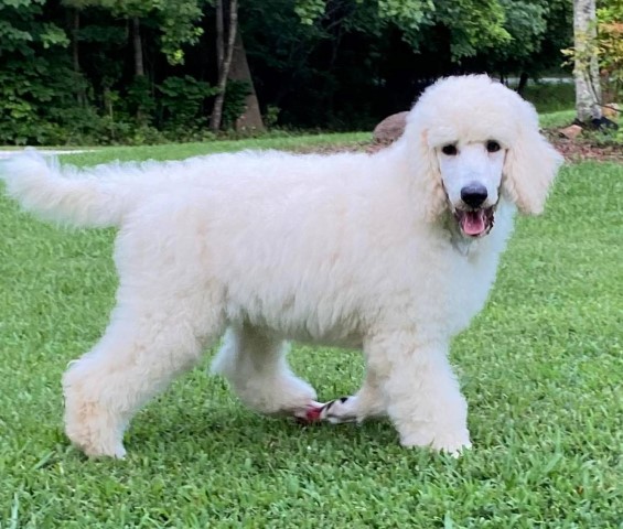 Poodle Standard puppy for sale + 63868