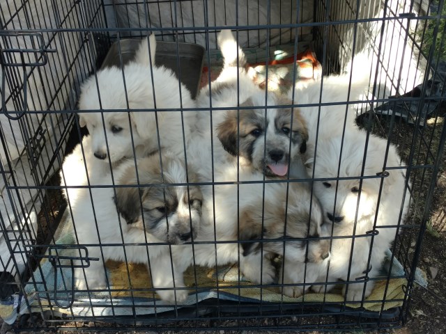 Great Pyrenees Puppy Dog For Sale In Ash Fork Arizona