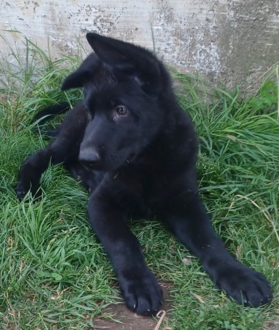 German Shepherd Dog puppy for sale + 65012