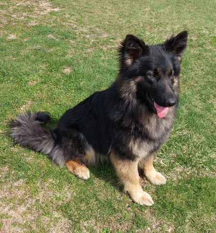 German Shepherd Dog puppy for sale + 67112