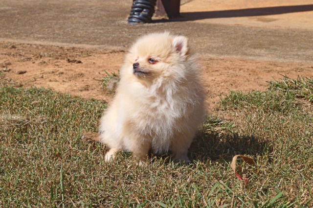 Pomeranian puppy for sale + 65179