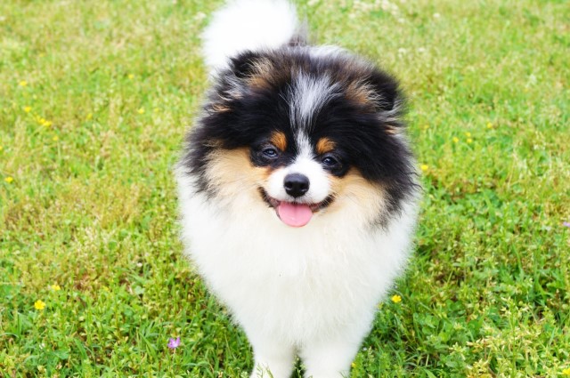 Pomeranian puppy for sale + 64584