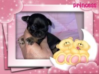 Tiny Chihuahua Puppies for Sale Chihuahua for sale/adoption