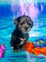Almost ready to be yours forever Shih Poo for sale/adoption
