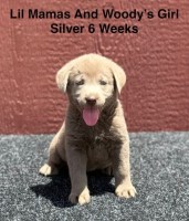 AKC Female Silver Labrador Puppy Labrador Retriever for sale/adoption