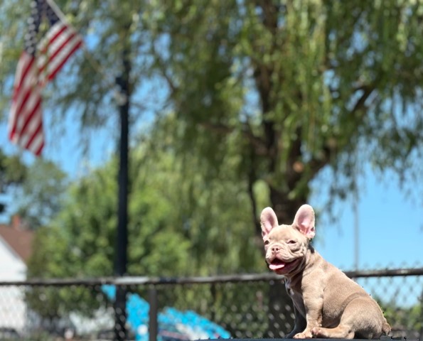 Isabella male french bulldog