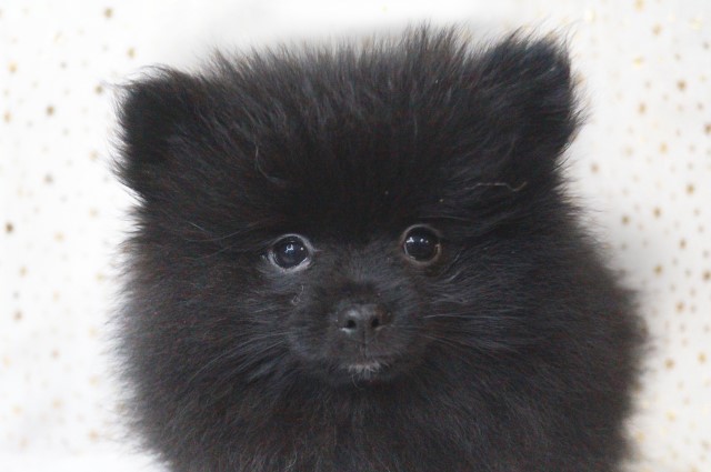 Pomeranian puppy for sale + 63167
