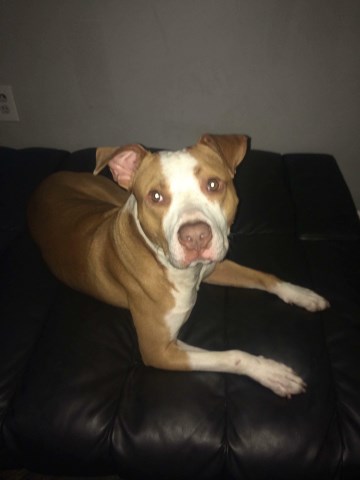 Pitbull in need of a home