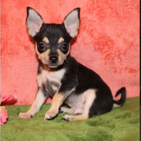 Chihuahua puppy for sale + 63353