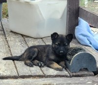 Faith – The Way She Loves You German Shepherd Dog for sale/adoption