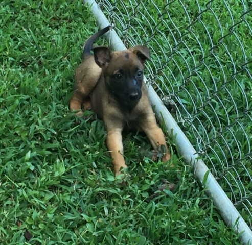 Malinois puppy for sale + 53833