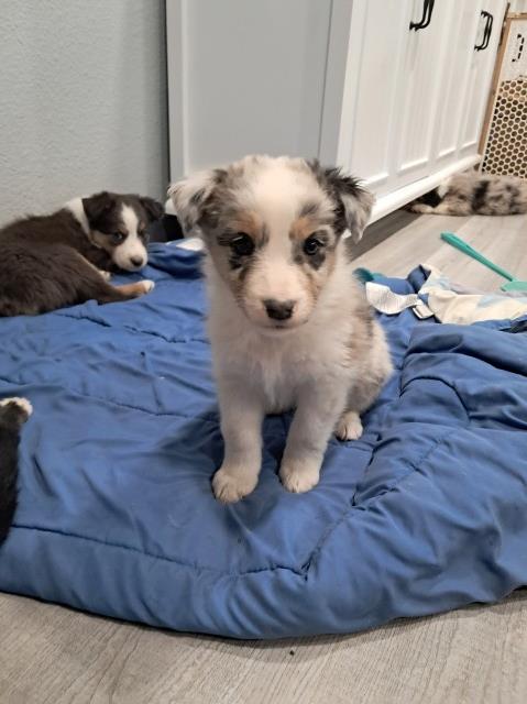 Australian Shepherd Dog puppy for sale + 66330