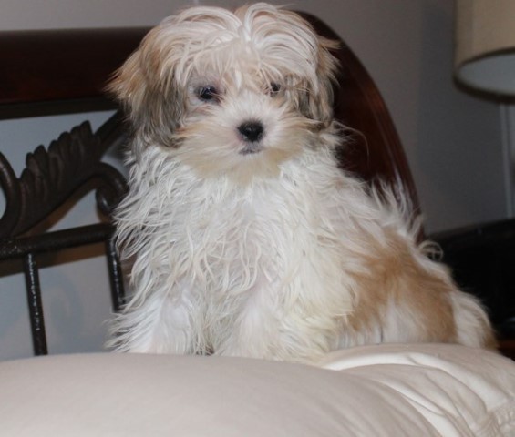 Mi-ki male puppy  gold n wh