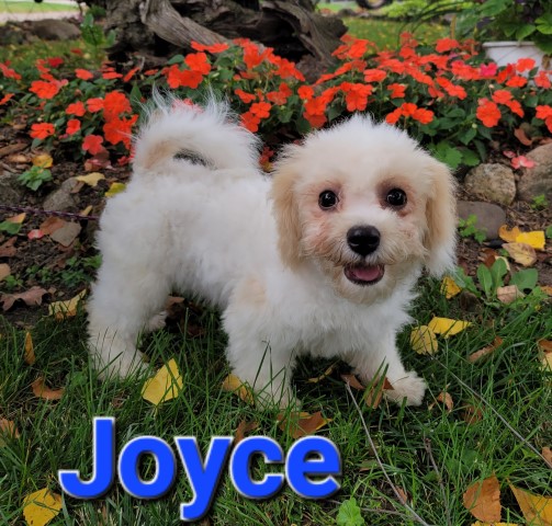 Bichon Frise puppy for sale + 64865