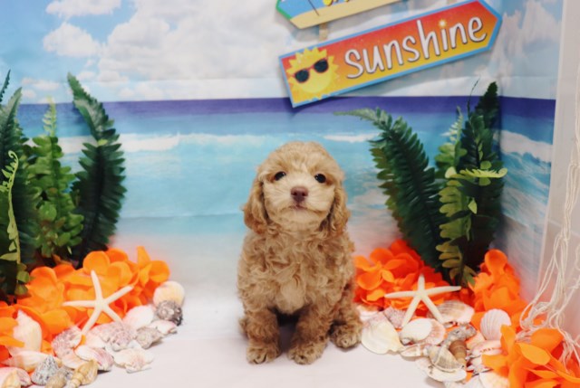 Toy Poodle - Asher - Male