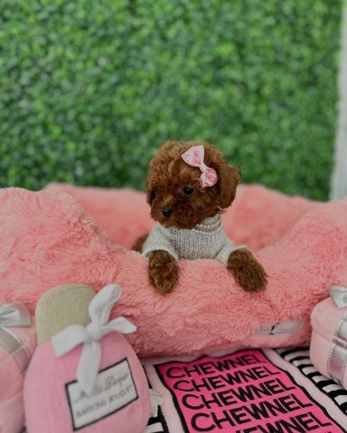 Poodle Toy puppy for sale + 66976