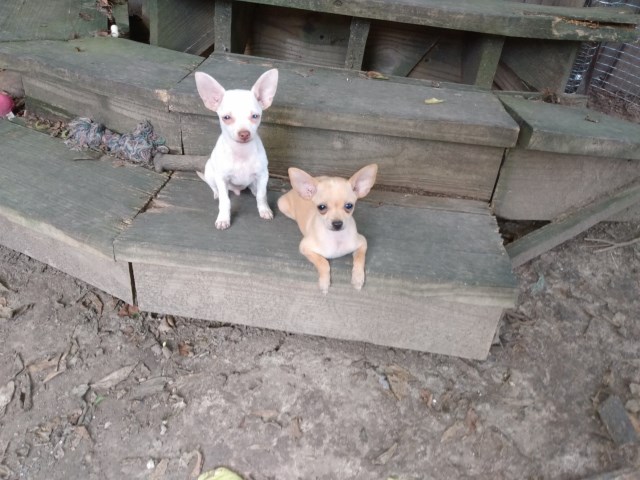 Chihuahua Puppies