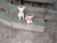 Chihuahua Puppies Chihuahua for sale/adoption