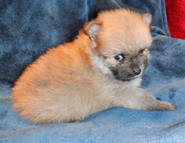 Pomeranian puppy for sale + 60691