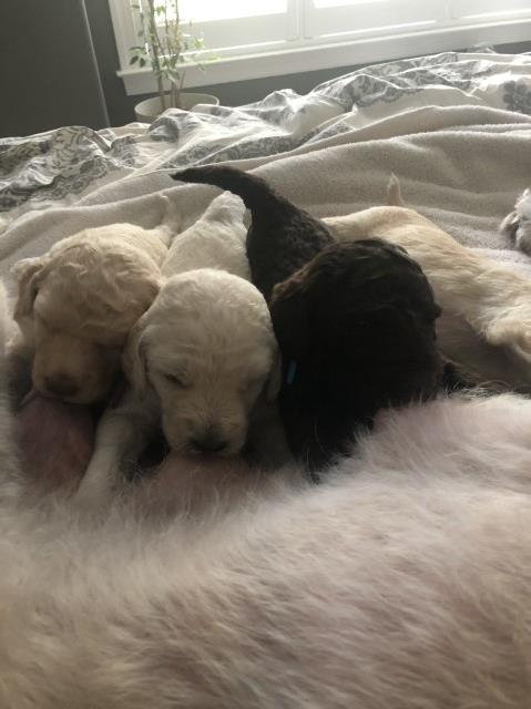 Labradoodle puppy for sale + 60797