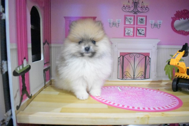 Pomeranian puppy for sale + 61323