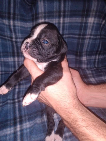 Seal male European boxer