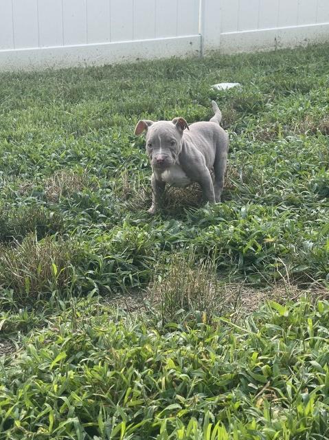 American Bully Pups