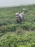 American Bully Pups American Bulldog for sale/adoption