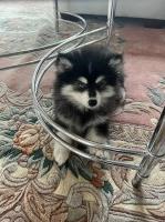Puppies have all found good homes Pomsky for sale/adoption