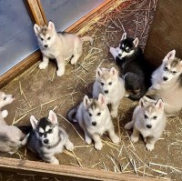 Siberian Husky puppies Siberian Husky for sale/adoption