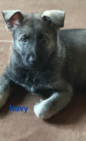 AKC German Shepherd Sable