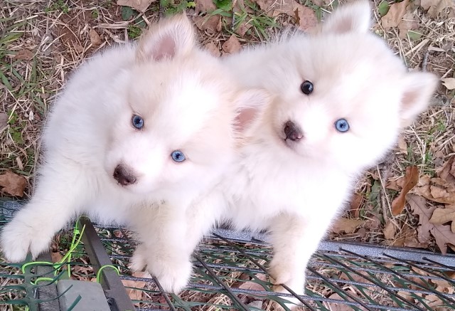 Female pomsky puppies