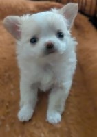 Female Chihuahua  Tiny Tcup Apple Head Chihuahua for sale/adoption