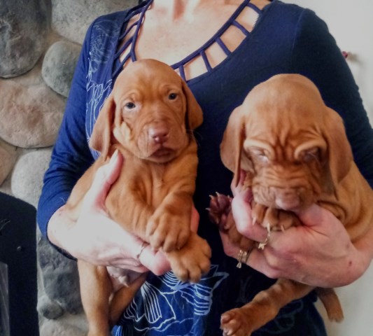 Vizsla puppy for sale + 56017