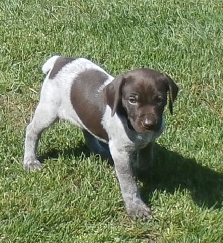 Beautiful German Shorthaired Pointer Pups Females $800 Gasport NY 716-772-2593