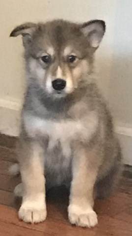Alaskan Malamute puppy for sale + 52676