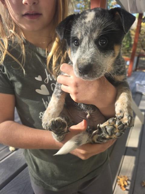 Australian Cattle Puppy