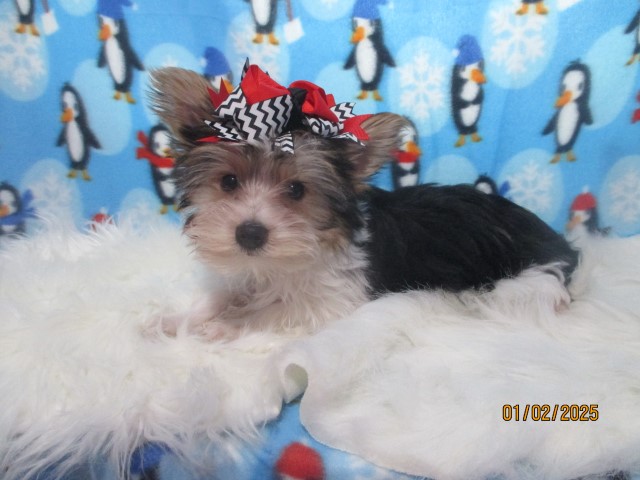 Bella a AKC   Parti female Yorkie