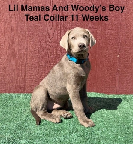 AKC Male Silver And Chocolate Lab Puppies