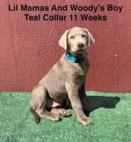 AKC Male Silver And Chocolate Lab Puppies Labrador Retriever for sale/adoption
