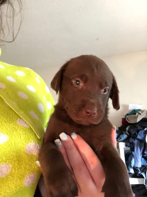 Labrador Retriever puppy for sale + 53684