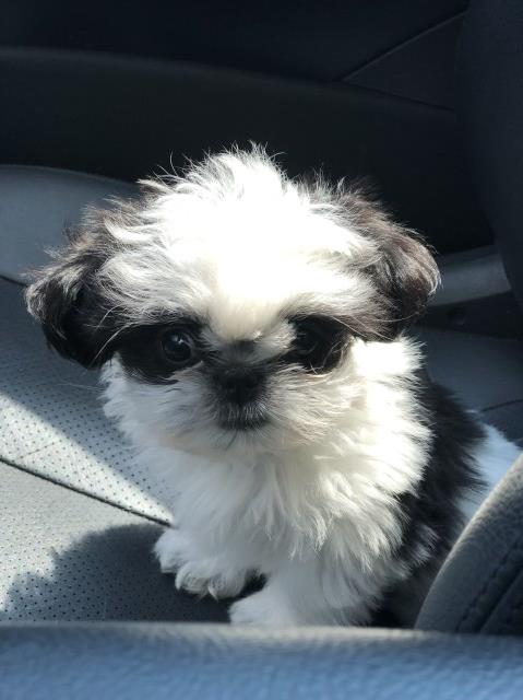 Shih Tzu puppy for sale + 58230
