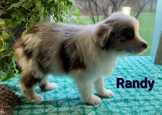 Australian Shepherd Dog puppy for sale + 63397