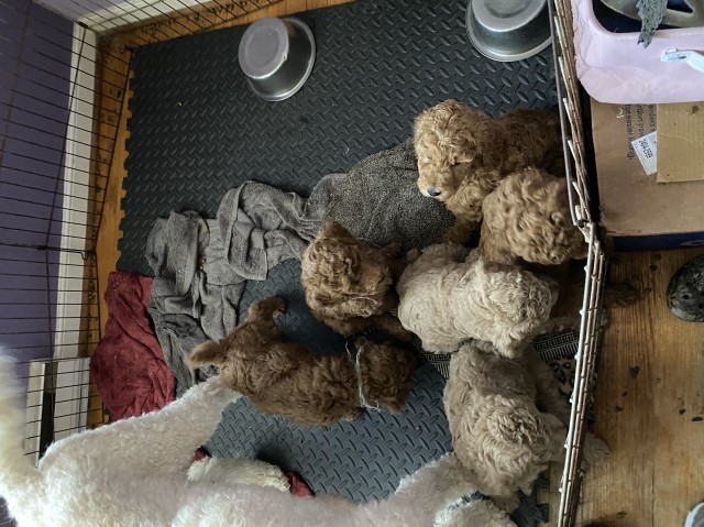 AKC Standard Poodle Puppies