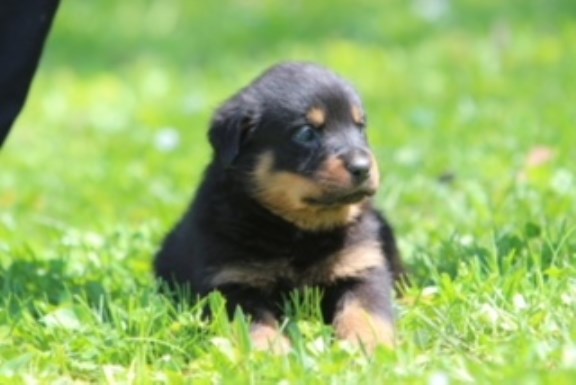Rottweiler puppy for sale + 52953
