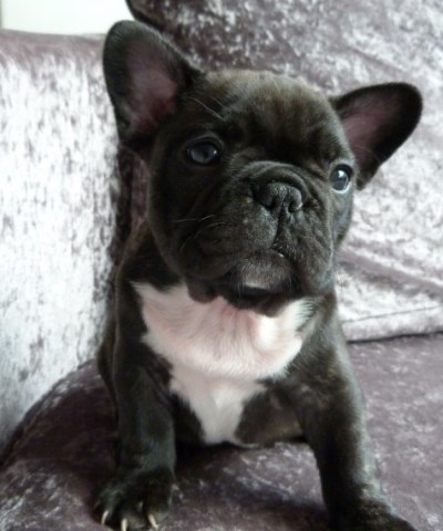 Adorable Female French Bulldog Puppy