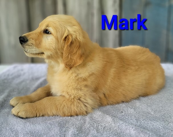 AKc Golden Retrievers born 4-4-22. Call 231 281 9399