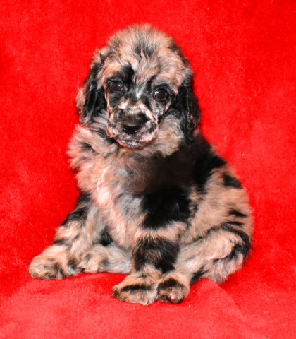 Brice - Blue Merle AKC Standard Poodle