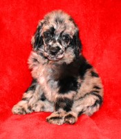 Brice - Blue Merle AKC Standard Poodle Poodle Standard for sale/adoption